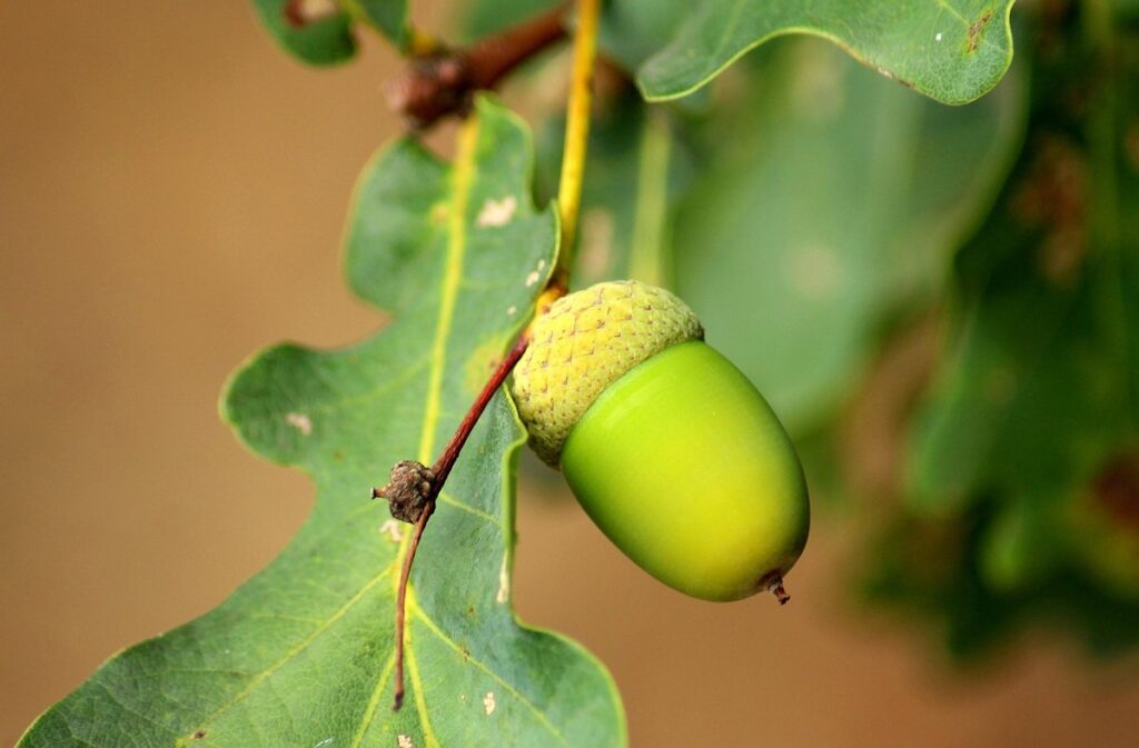 acorn template for kids