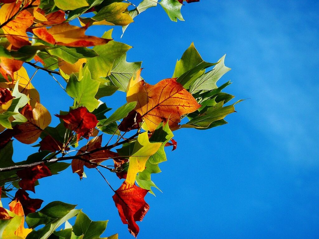 autumn art activities for preschoolers