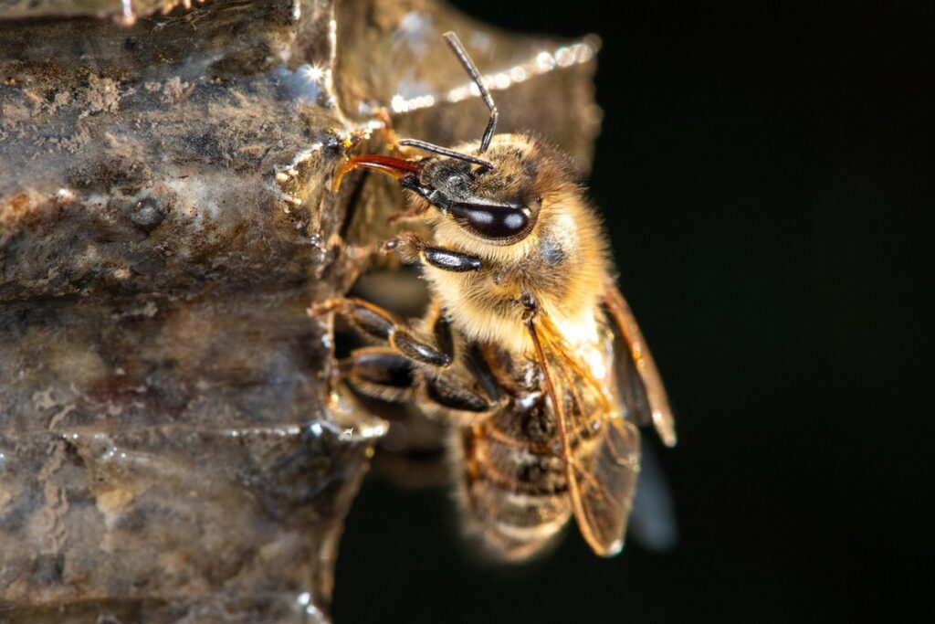 bee crafts for kindergarten