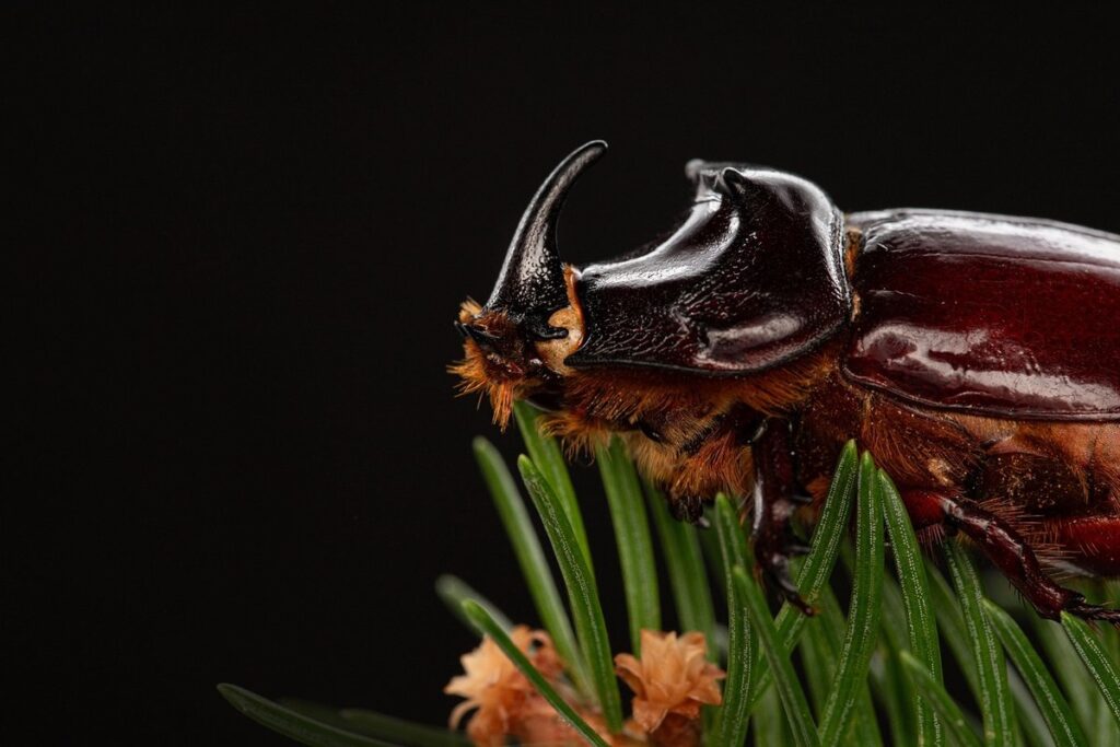 bug activities for preschoolers