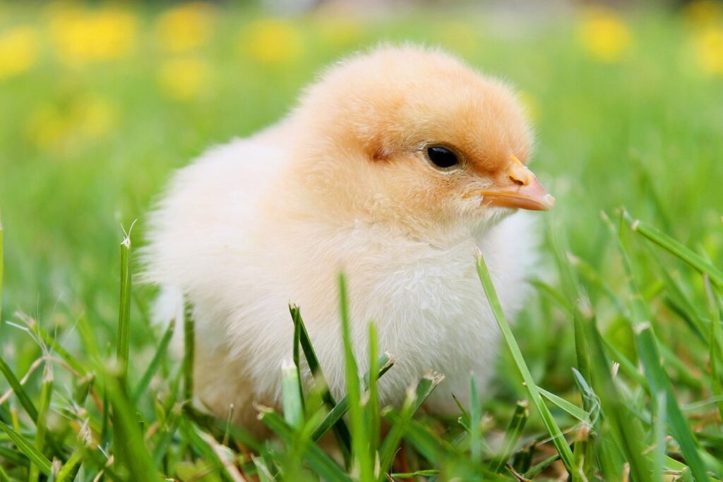 chicken art activities for kids