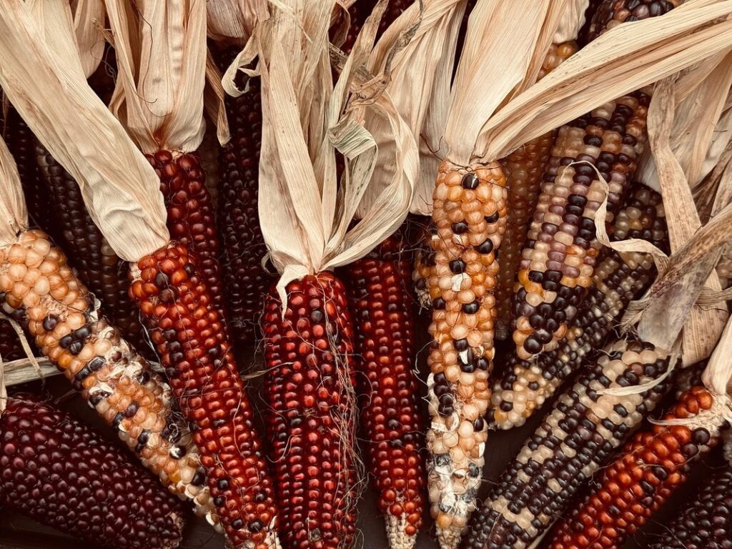 corn art for harvest activities