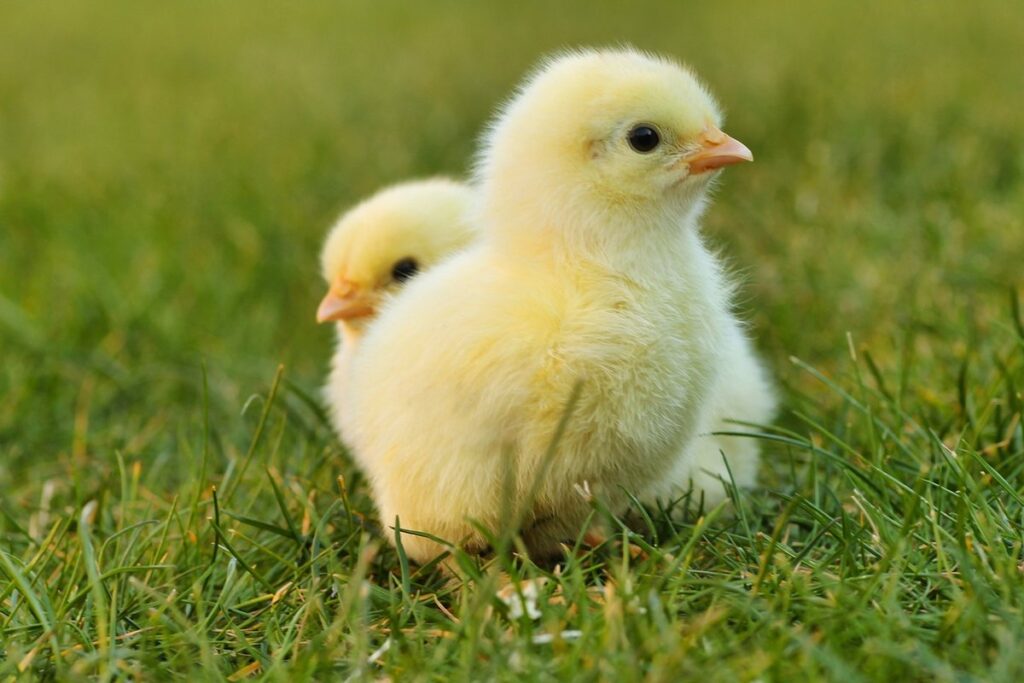 easter chick craft for kids