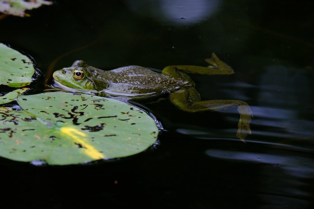 frog crafts for kids