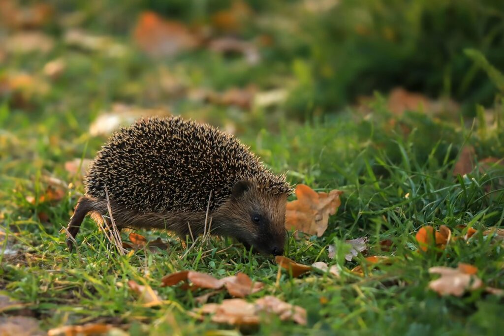 hedgehog leaf craft for kids