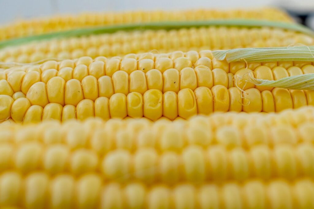 crafts with indian corn for Thanksgiving