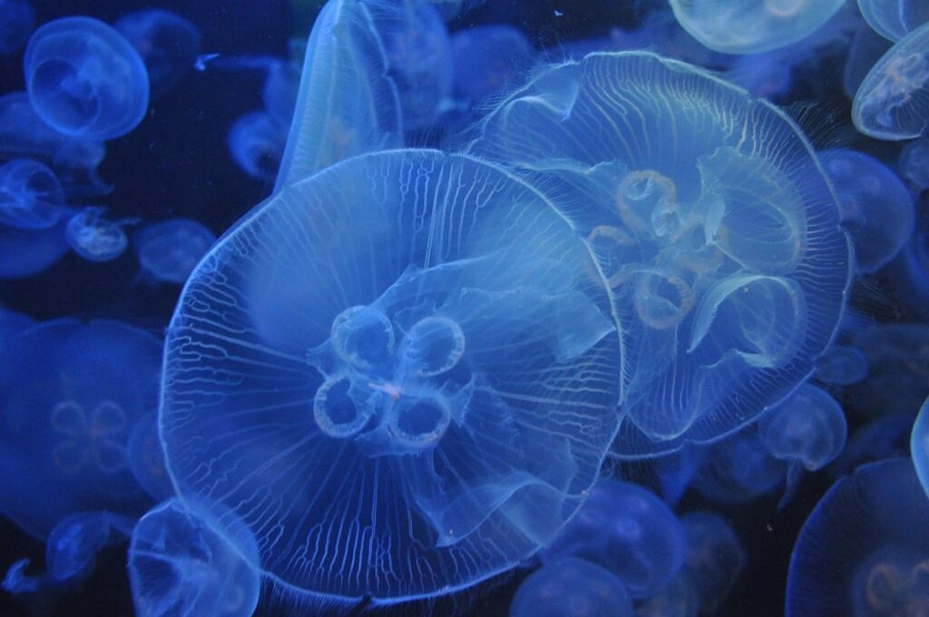 jellyfish craft for preschoolers