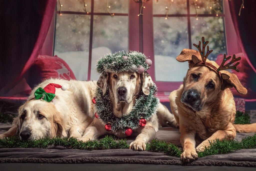 kids in Santa hats