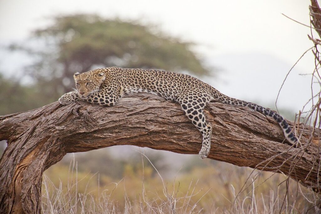 safari crafts for kids