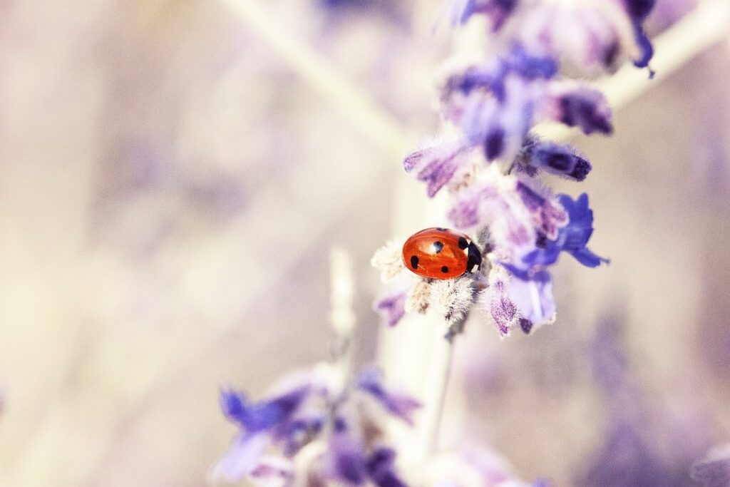 ladybird craft for preschoolers