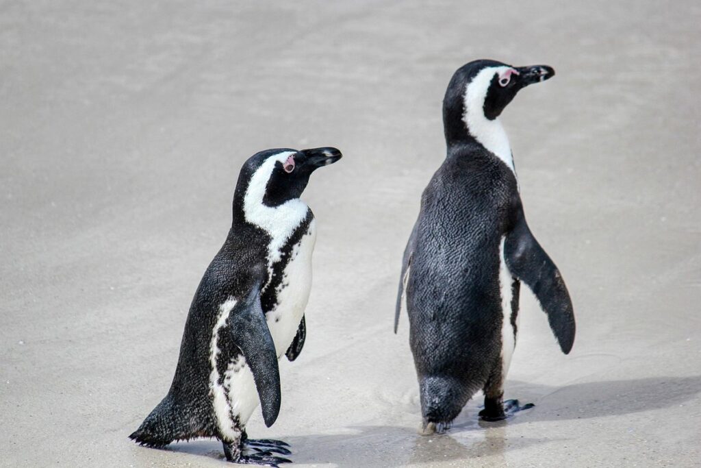 penguin crafts for preschoolers