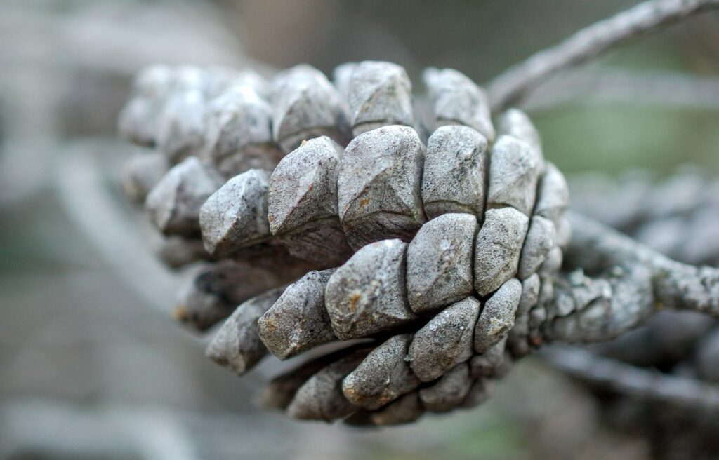 pine cone christmas crafts for kids