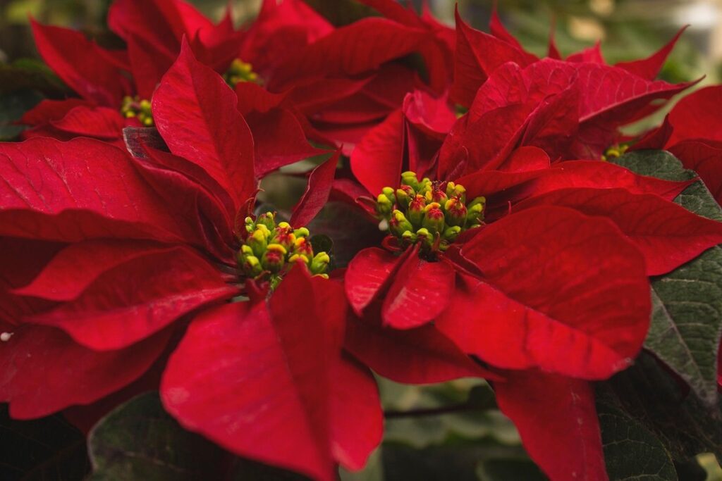 poinsettia crafts for Christmas