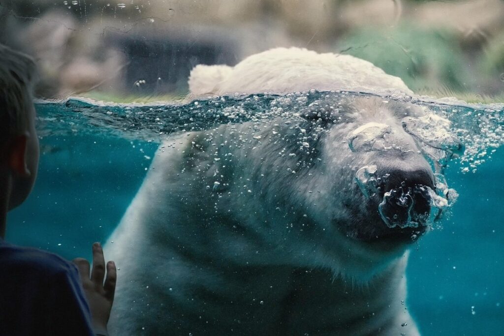 polar bear craft for preschoolers