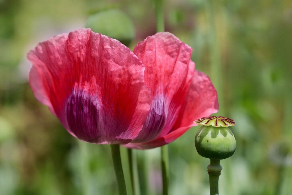 poppy crafts for kids