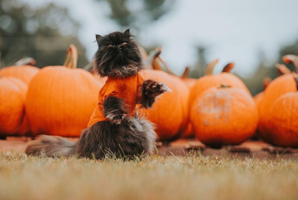 pumpkin with leaves for kids