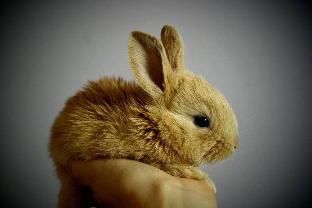 rabbit art projects for preschoolers