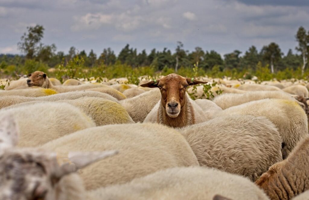 paper plate sheep for kids