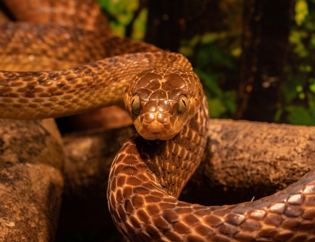 snake crafts for preschoolers