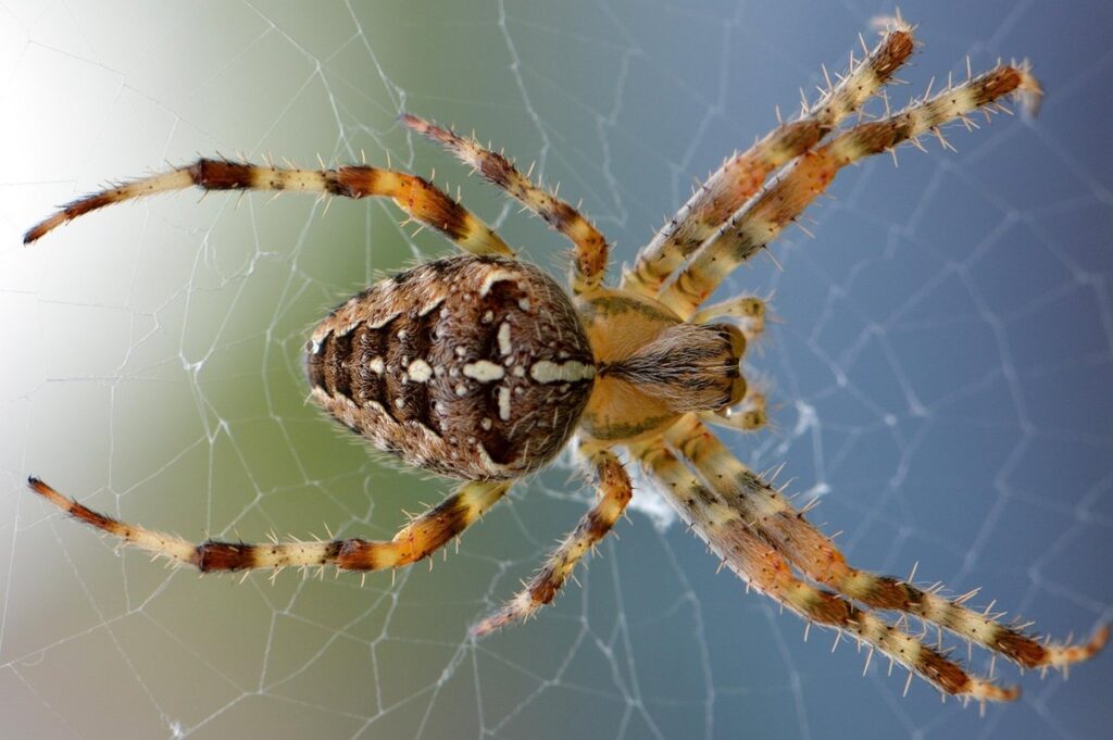 coloring page of a spider for kids