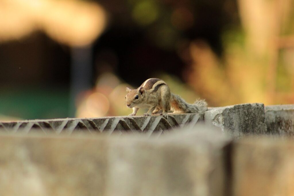 template of a squirrel for kids