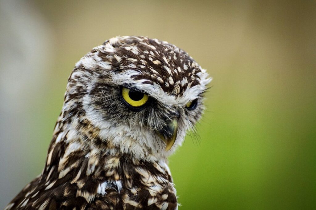 easy owl crafts for toddlers