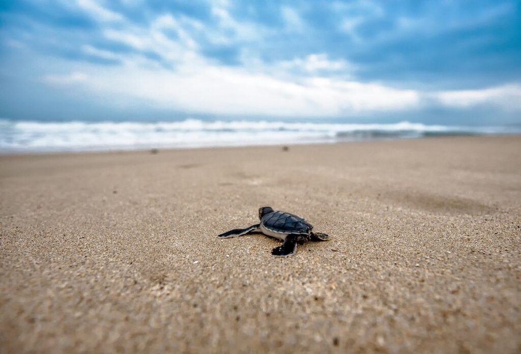 turtle art projects for preschoolers
