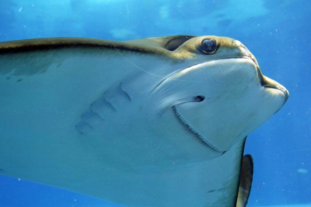 activities for under the sea for kids