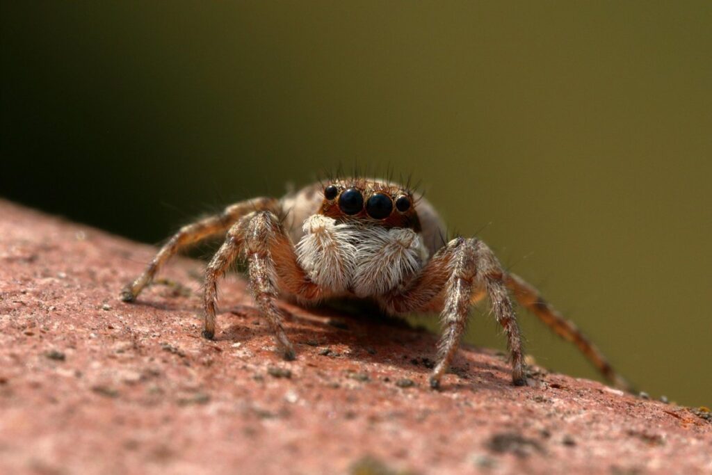 baby jumper