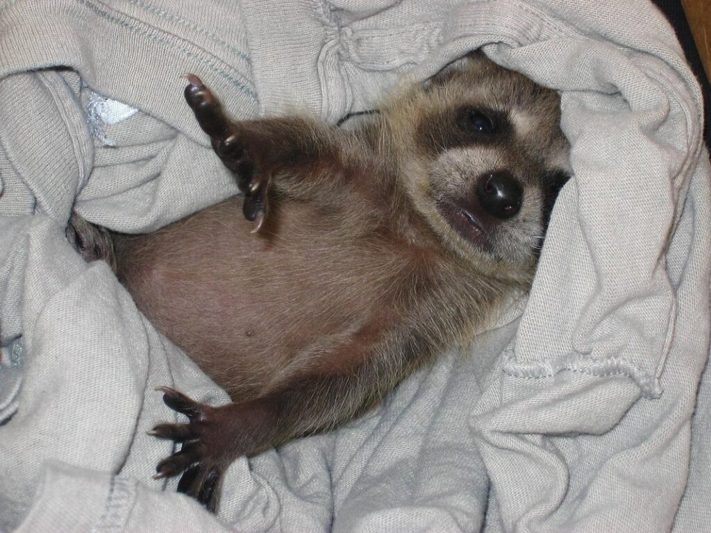 baby kit