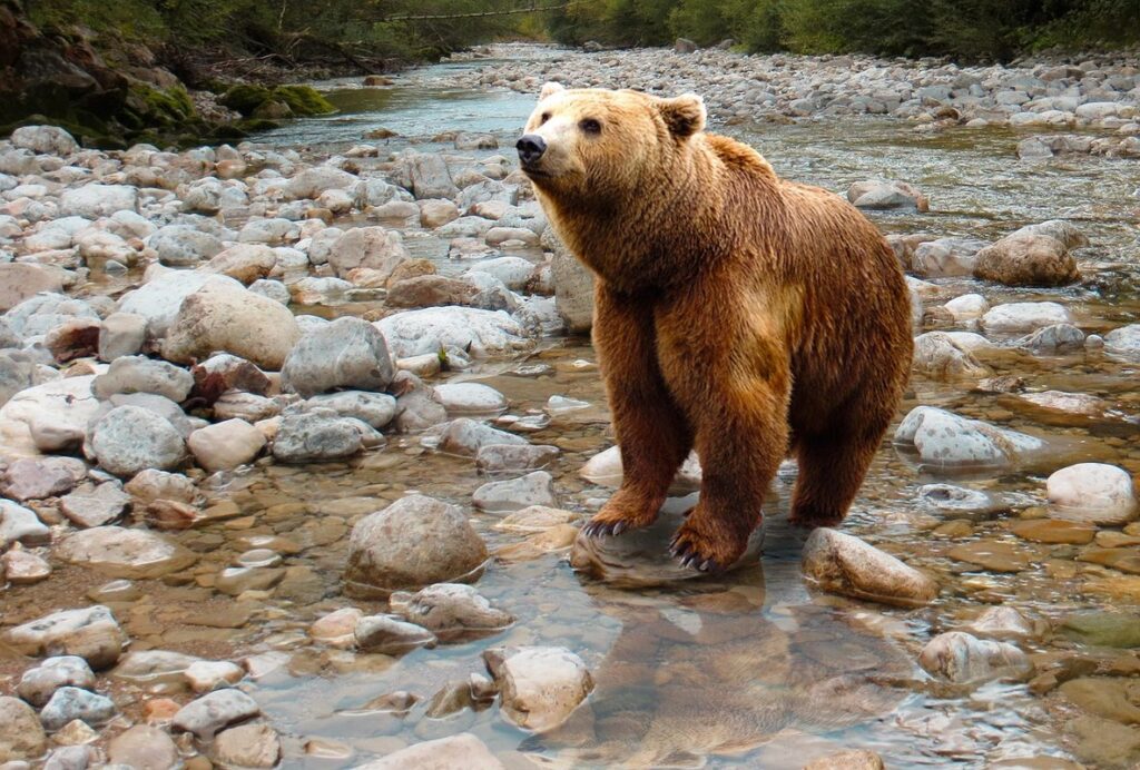 bear hunt coloring pages for children