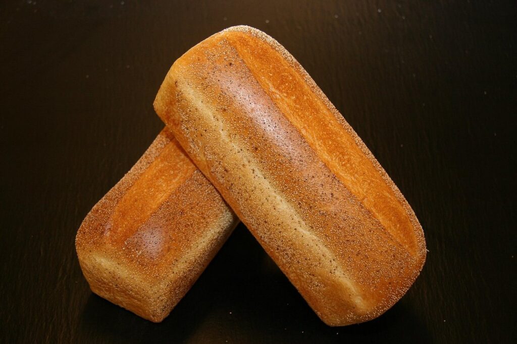 bread mold lab for children