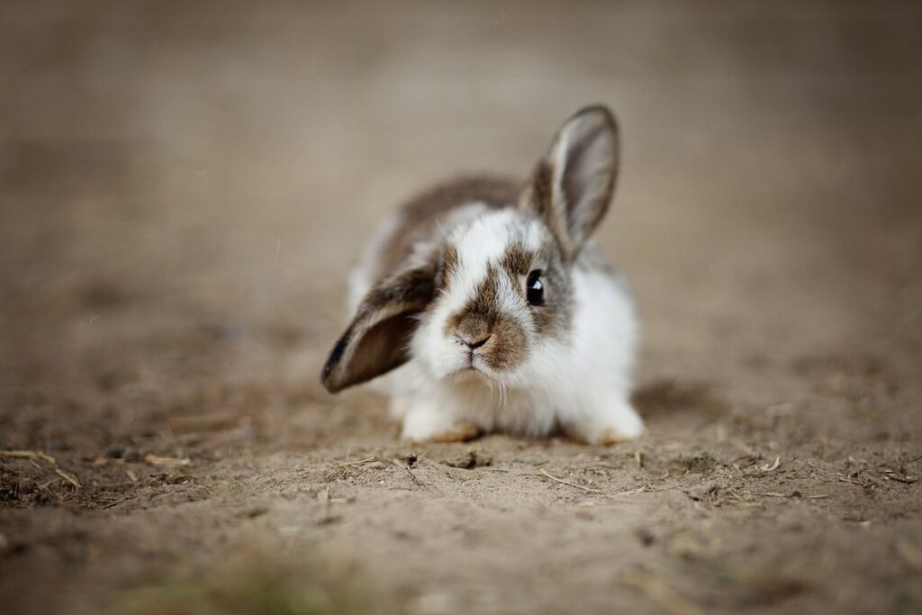 template for bunny for kids