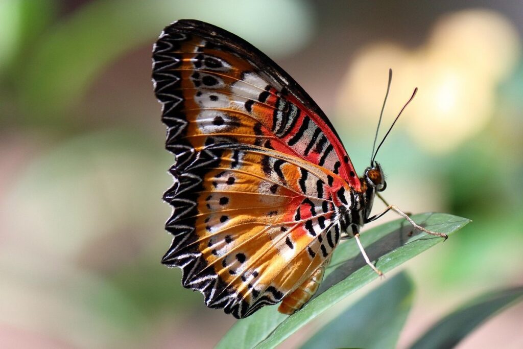 butterfly on leaf for kids