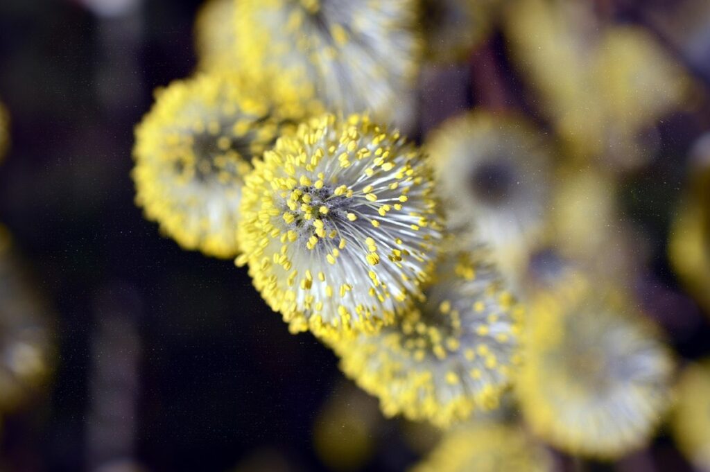 family allergy management