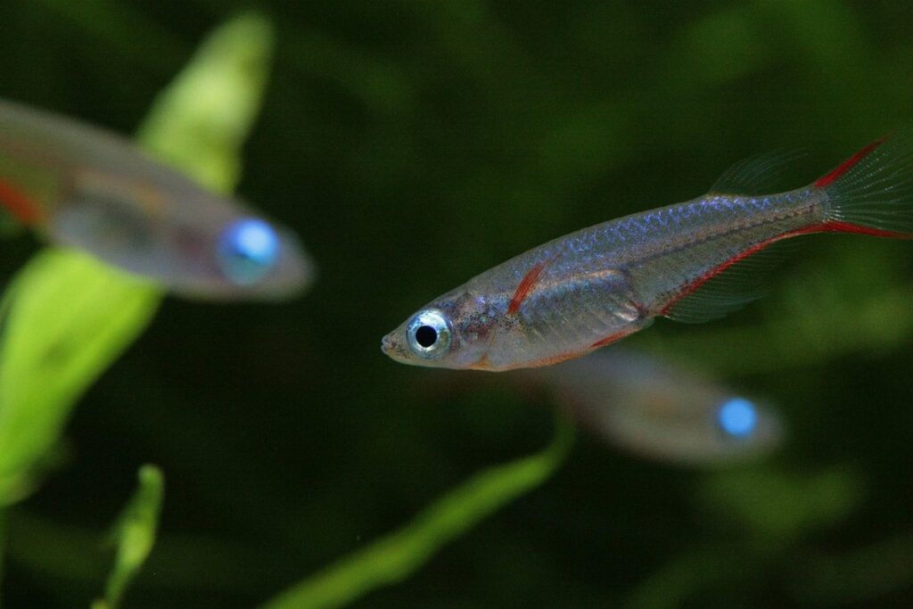 fish art activity for kids