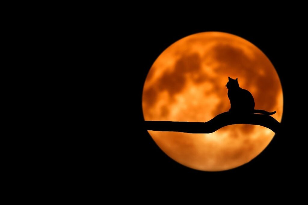 halloween cat coloring pages for kids