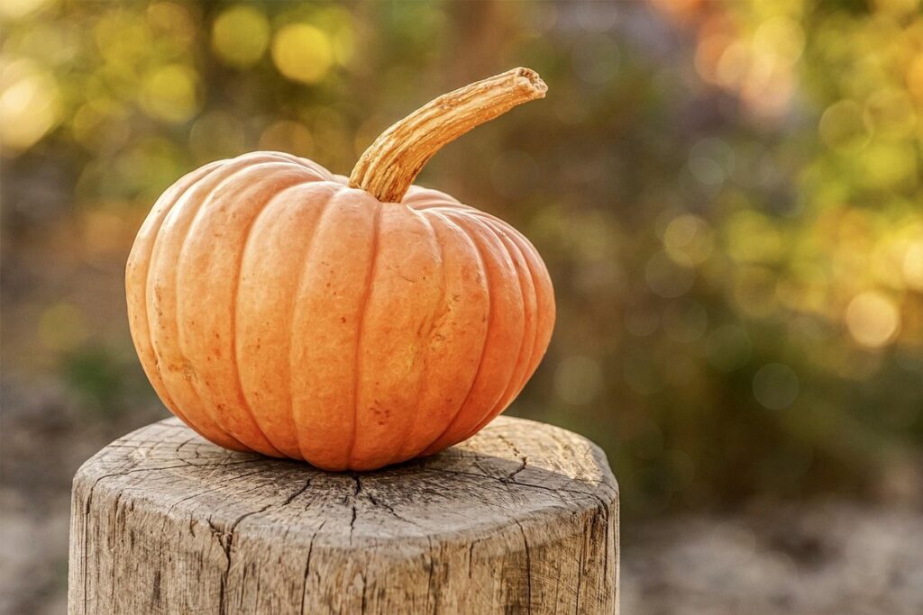 halloween pumpkin ideas for families