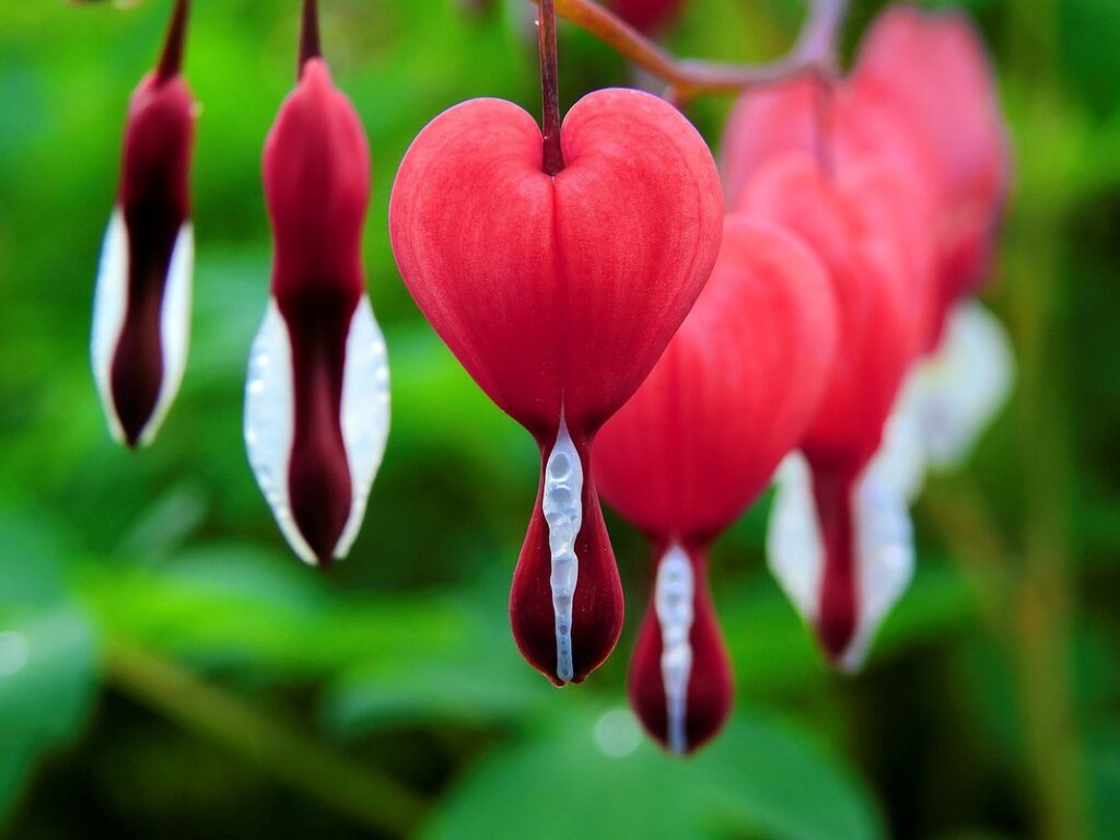 implantation bleeding pictures