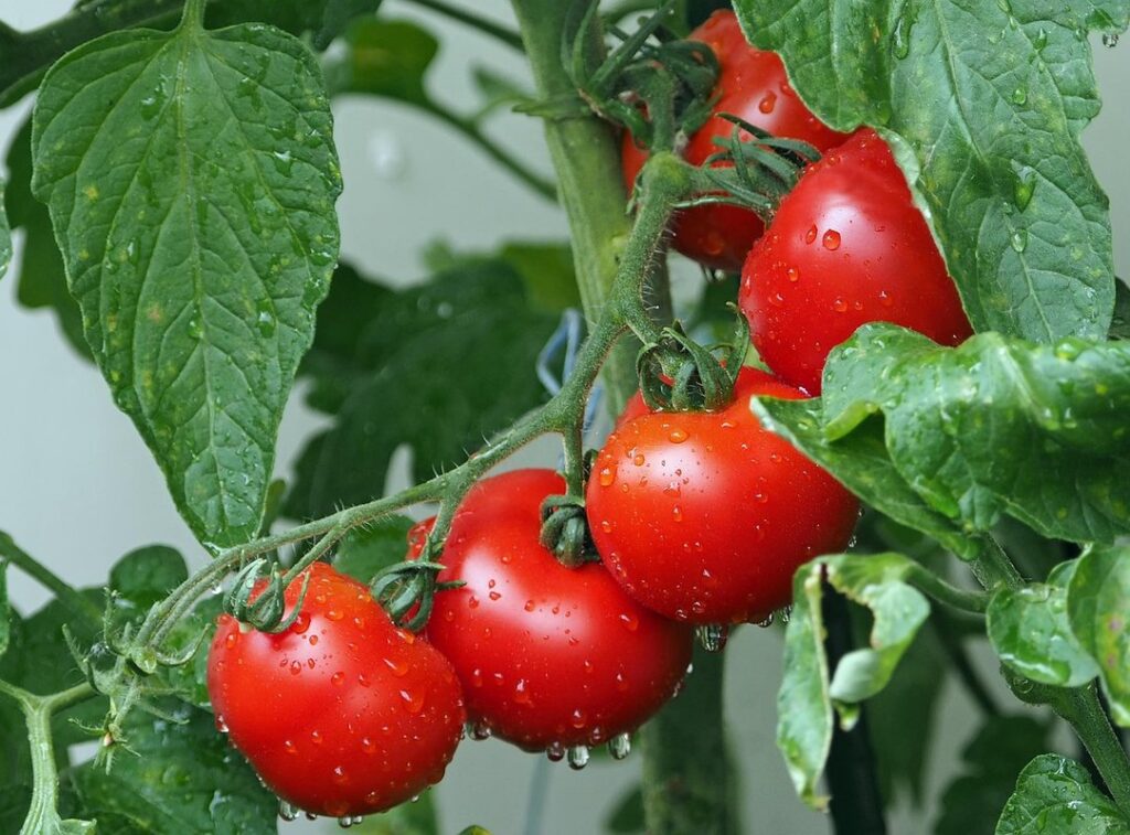 cooking with kids: how to crush tomatoes