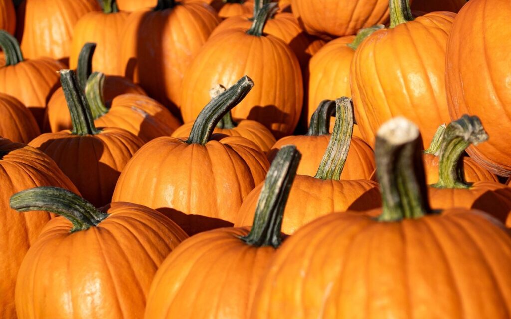 what do you do at a pumpkin patch with kids