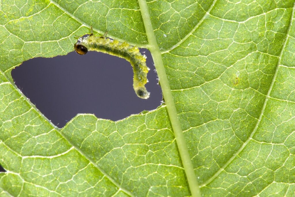hungry little caterpillar activities for preschoolers