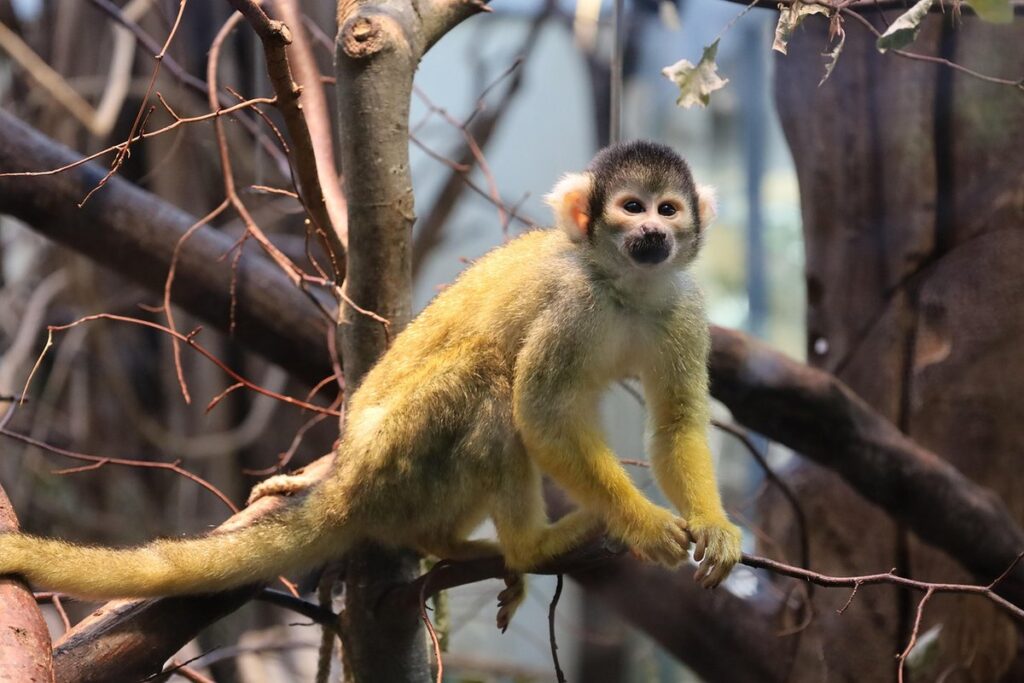 monkey crafts for kids