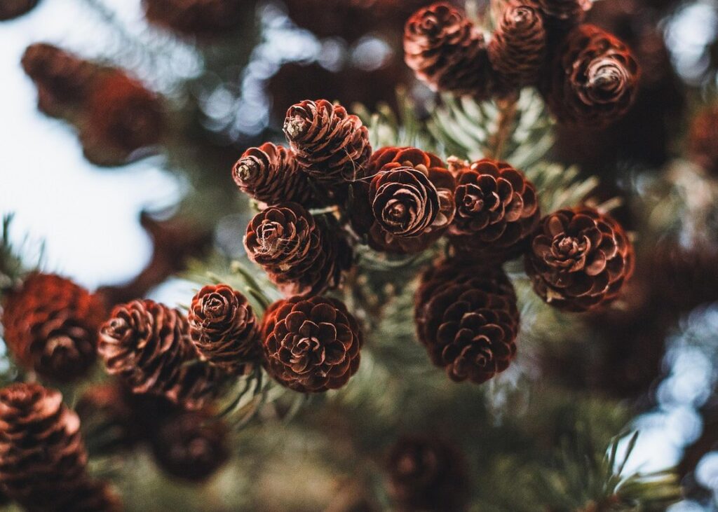 pine cone xmas for kids