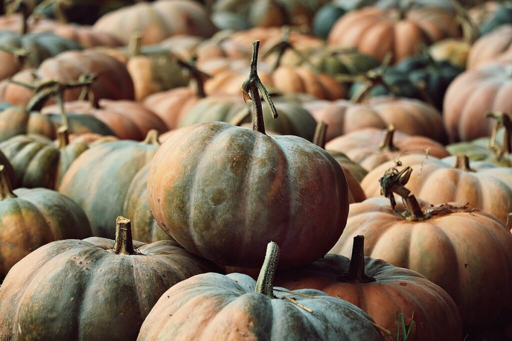 pumpkin patch ideas for families
