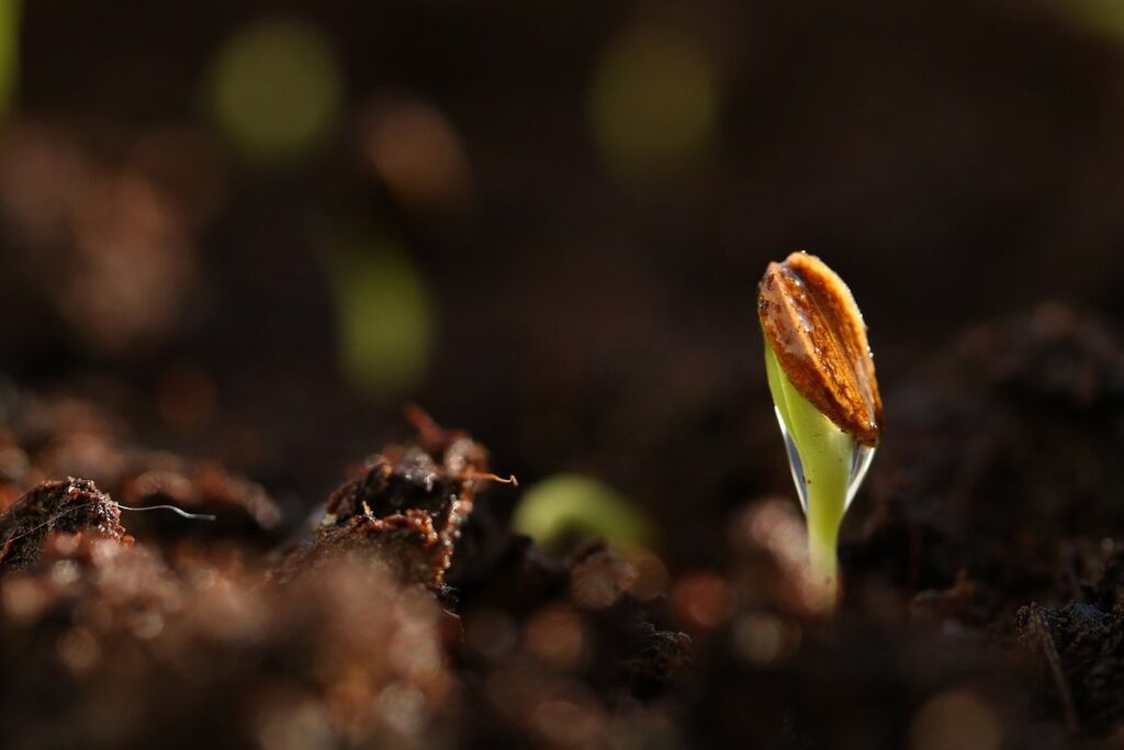 how to germinate seeds in a bag for kids