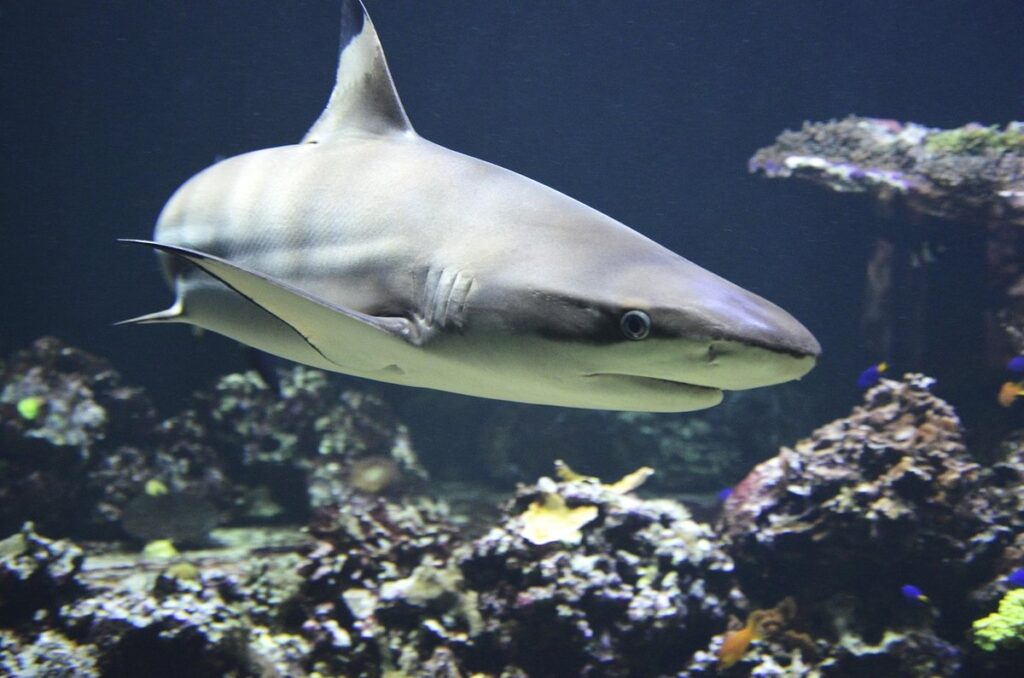 shark craft for kids