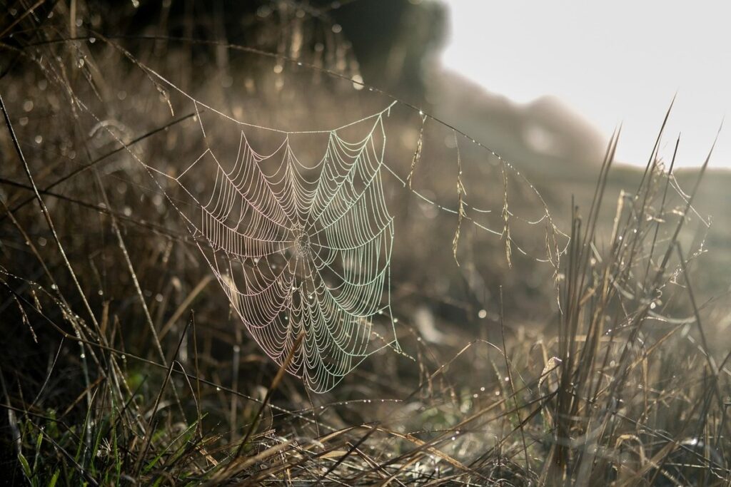 spiderweb suncatcher for kids