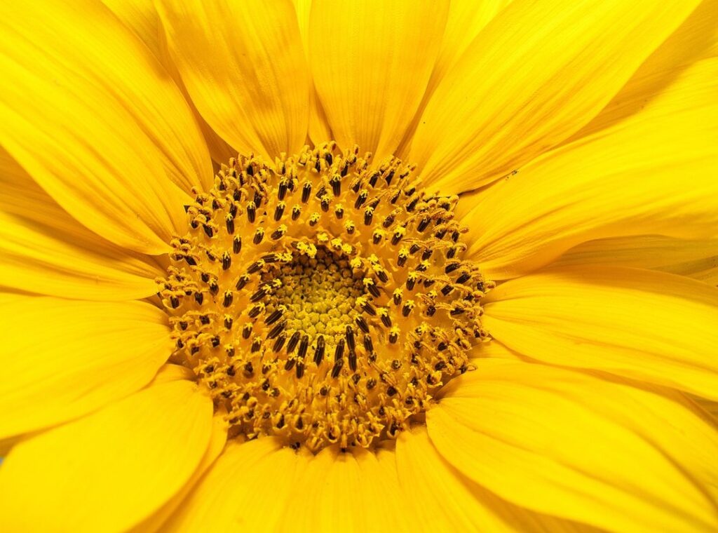 sunflower coloring page for kids