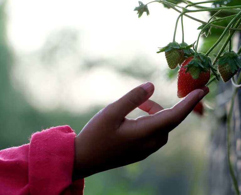 strawberry picking huntsville al with kids